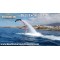 Flyboard Tenerife
